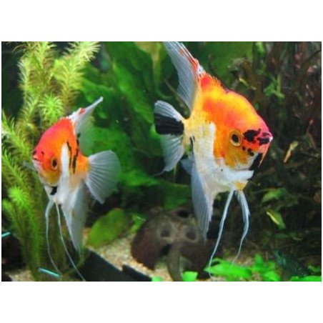 PTEROPHYLLUM SCALARE MEDIO