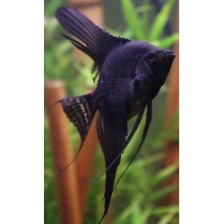 PTEROPHYLLUM SCALARE GRANDE
