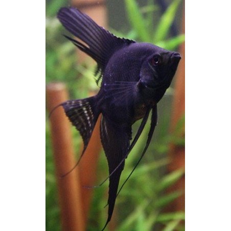 PTEROPHYLLUM SCALARE GRANDE