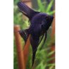 PTEROPHYLLUM SCALARE GRANDE