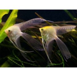PTEROPHYLLUM SCALARE PINNA A VELO