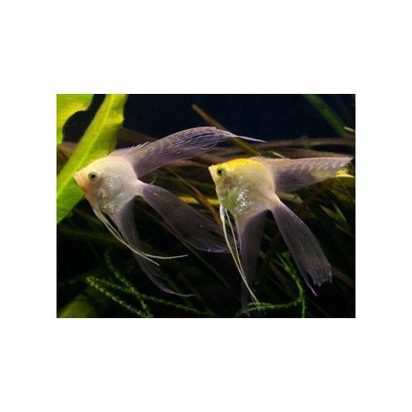 PTEROPHYLLUM SCALARE PINNA A VELO