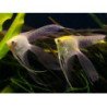 PTEROPHYLLUM SCALARE PINNA A VELO