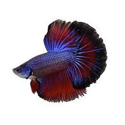 BETTA SPLENDENS MASCHIO