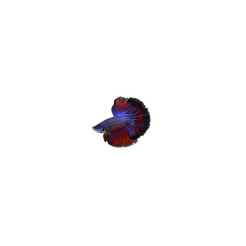 BETTA SPLENDENS MASCHIO