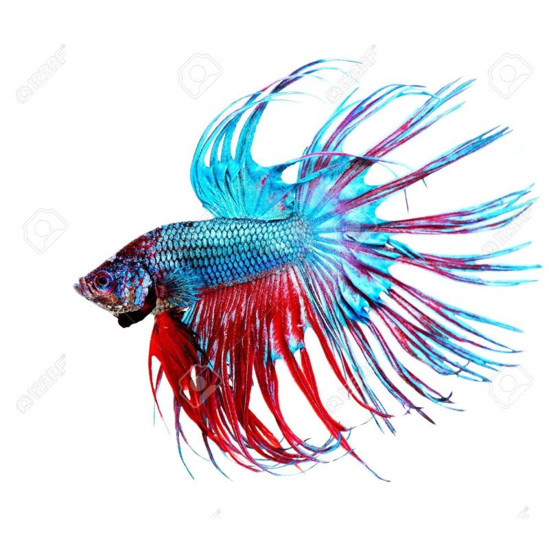 BETTA SPLENDENS MASCHIO CORONA