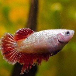 BETTA SPLENDENS FEMMINA