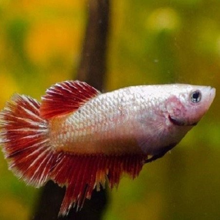 BETTA SPLENDENS FEMMINA