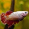 BETTA SPLENDENS FEMMINA