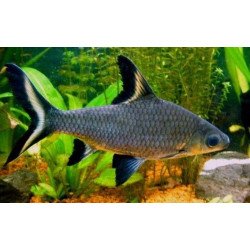 BALANTOCHELIUS