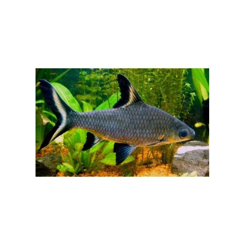 BALANTOCHELIUS