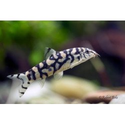 BOTIA HISTRIONICA