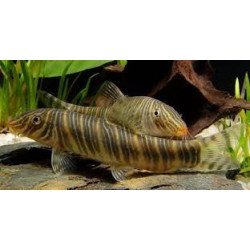 BOTIA STRIATA