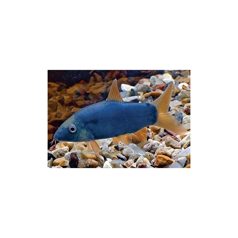 BOTIA MODESTA