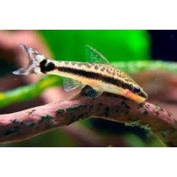 OTOCINCLUS CATFISHING