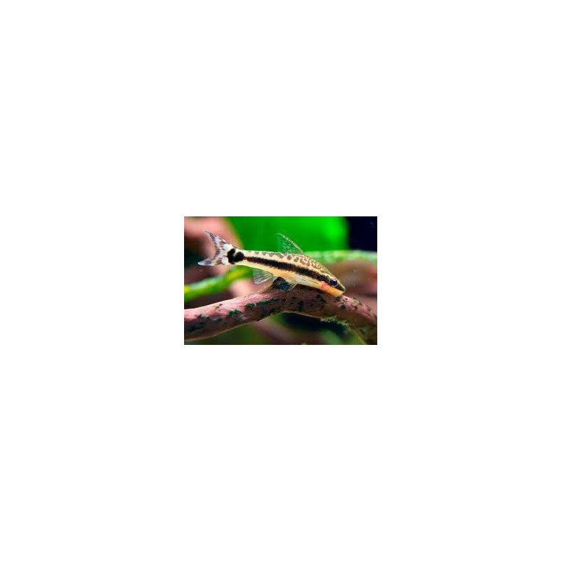 OTOCINCLUS CATFISHING