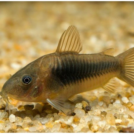CORRIDORAS AENEUS