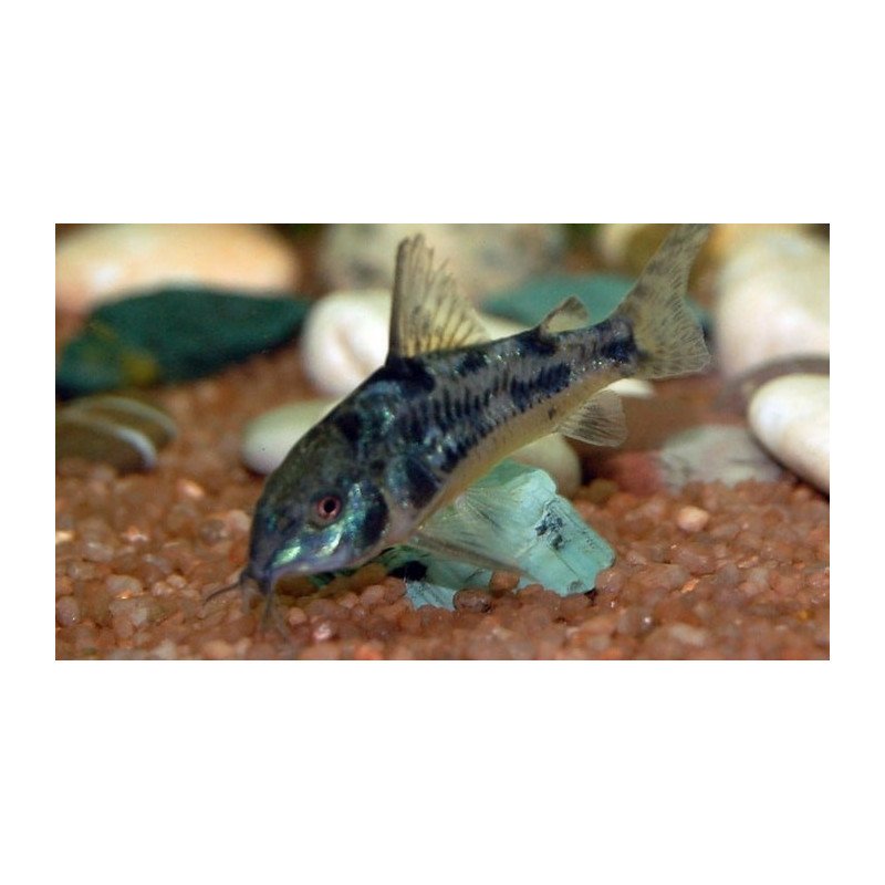 CORRIDORAS PALEATUS