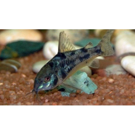 CORRIDORAS PALEATUS