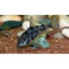 CORRIDORAS PALEATUS