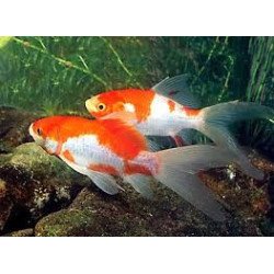PESCE SARASA