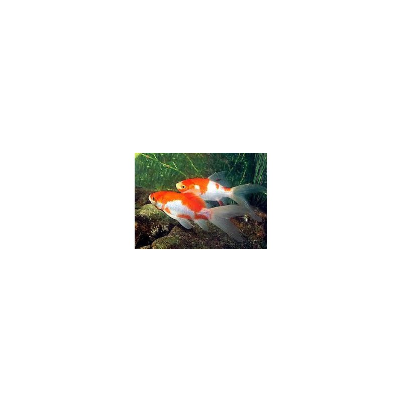 PESCE SARASA