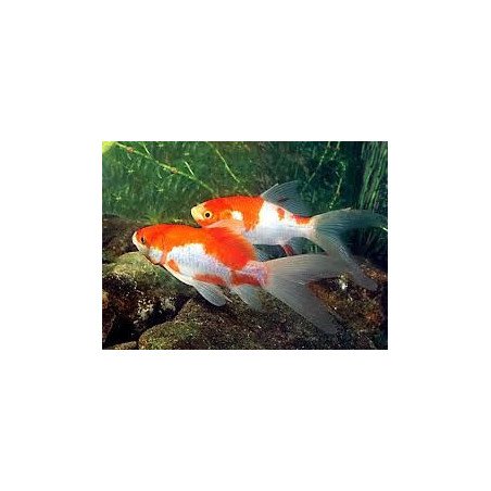 PESCE SARASA