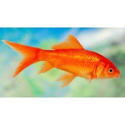 PESCE ROSSO 7CM