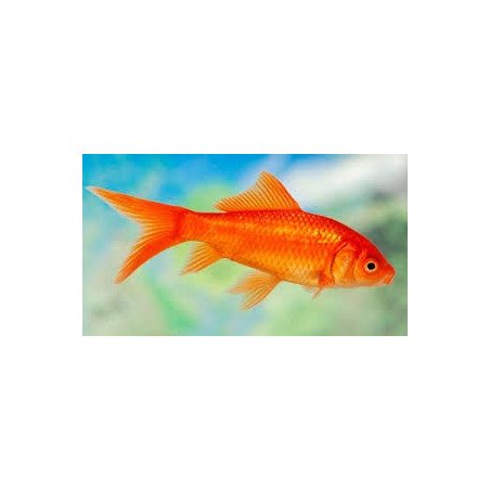 PESCE ROSSO 7CM