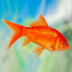 PESCE ROSSO 15-20CM