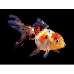 ORANDA CALICO 5/6CM