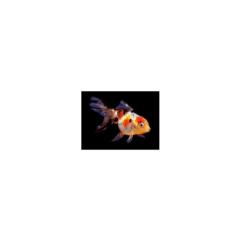 ORANDA CALICO 5/6CM