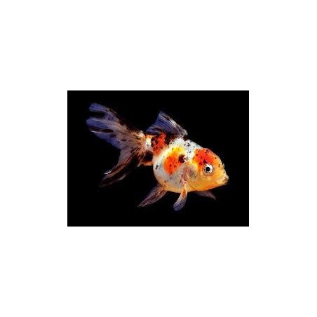 ORANDA CALICO 5/6CM