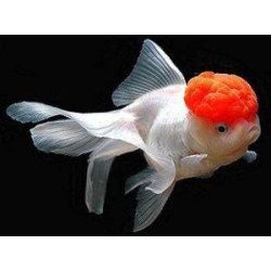 ORANDA TESTA ROSSA 5/6CM