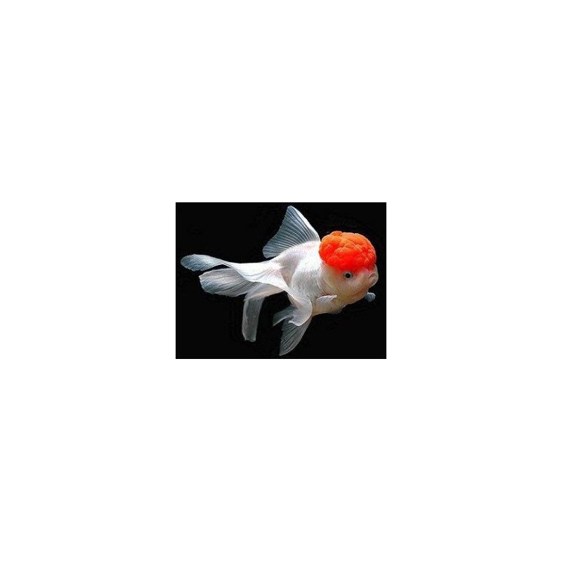 ORANDA TESTA ROSSA 5/6CM