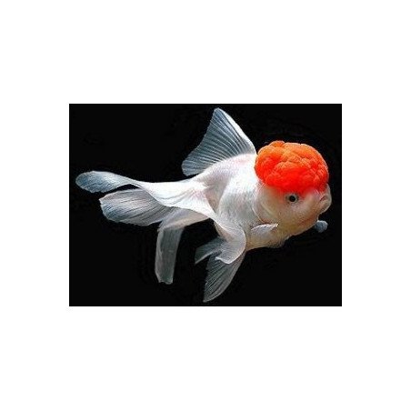 ORANDA TESTA ROSSA 5/6CM