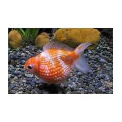 ORANDA CHICCO DI RISO 5/6CM