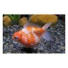 ORANDA CHICCO DI RISO 5/6CM