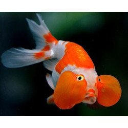 ORANDA OCCHI A BOLLA  6/8CM