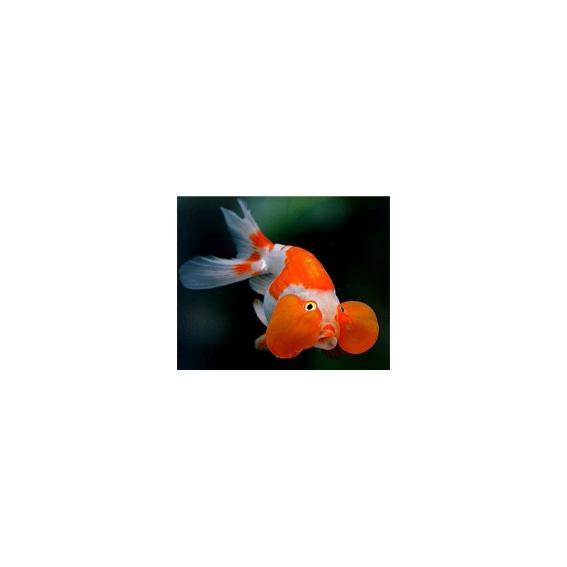 ORANDA OCCHI A BOLLA  6/8CM