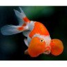 ORANDA OCCHI A BOLLA  6/8CM