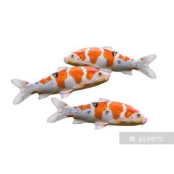 CARPE KOI 12CM