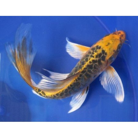 CARPE KOI 10CM PINNA A VELO