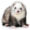FURETTO DOMESTICO CUCCIOLO 3-6 MESI