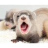 FURETTO DOMESTICO CUCCIOLO 3-6 MESI