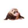 FURETTO DOMESTICO CUCCIOLO 3-6 MESI