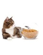 CROCCANTINI GATTO