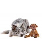 UMIDO VETERINARY DOG